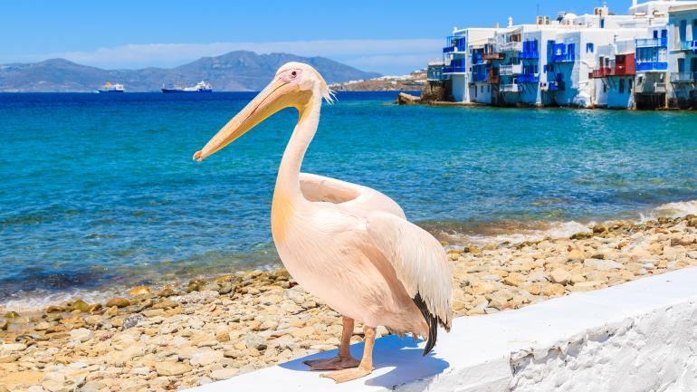 Pelican on Mykonos